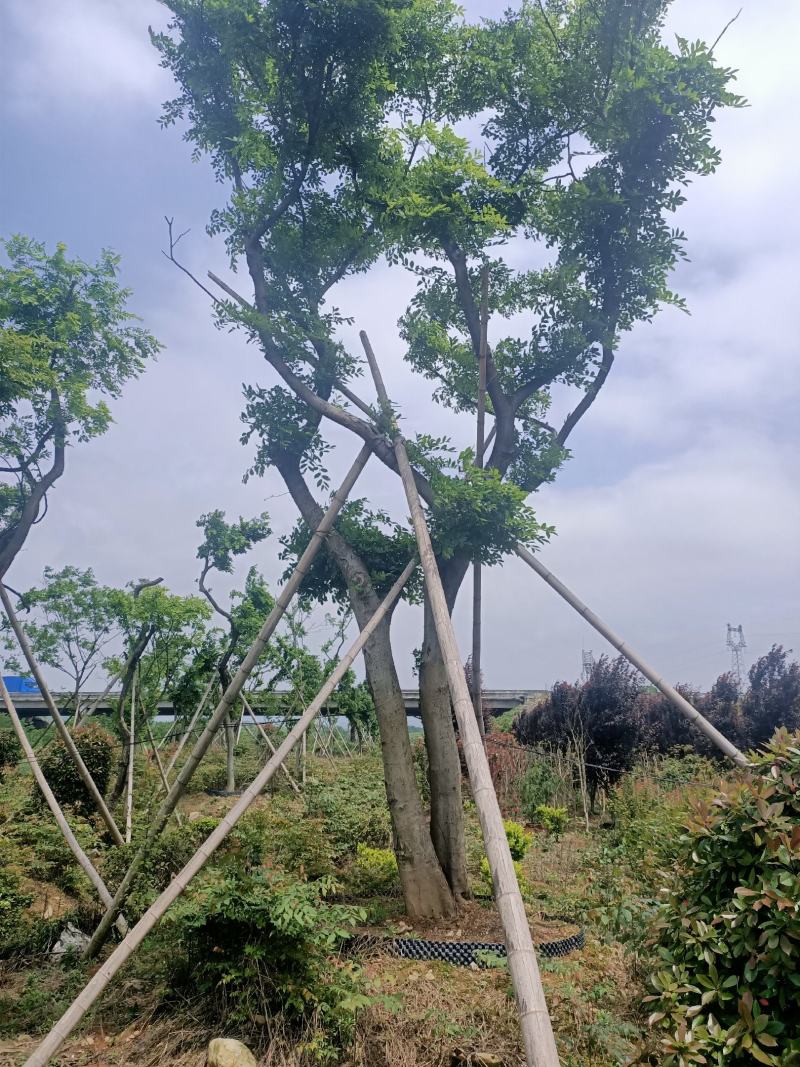 朴树种子，小苗12345678,欢迎大家光临