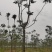 椿树臭椿树千头椿红叶椿树苗圃大量供应大小规格均有