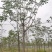 椿树臭椿树千头椿红叶椿树苗圃大量供应大小规格均有