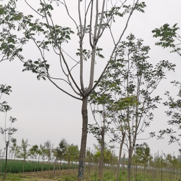 椿树臭椿树千头椿红叶椿树苗圃大量供应大小规格均有