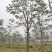 椿树臭椿树千头椿红叶椿树苗圃大量供应大小规格均有
