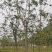 椿树臭椿树千头椿红叶椿树苗圃大量供应大小规格均有