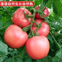 云南蔬菜粉红色普罗旺斯西红柿承接各平台一件批发零售