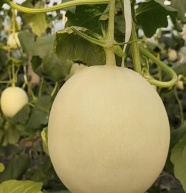 山东头茬小蜜蜂甜瓜香瓜脆瓜星甜20蜜罐黄金瓜新鲜水果脆甜