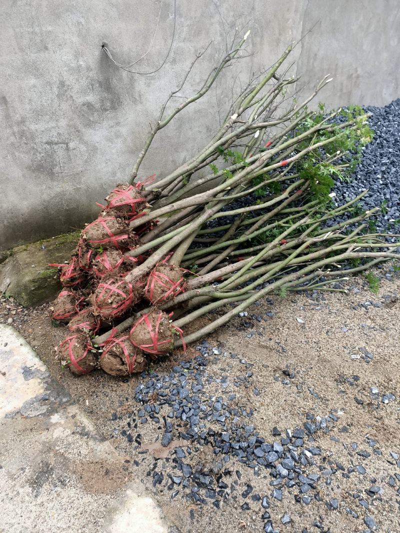 鸡爪槭种子小苗，12345678公分，有需要可以联系，
