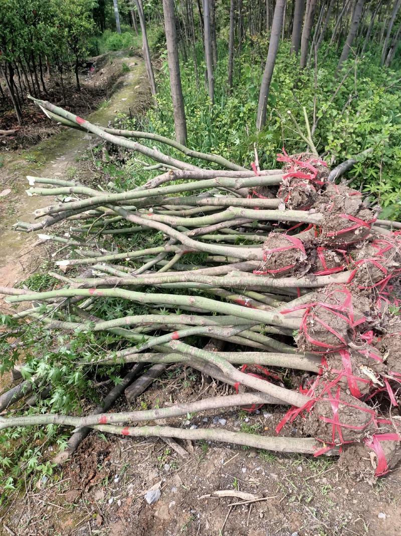 鸡爪槭种子小苗，12345678公分，有需要可以联系，