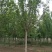 椿树臭椿树千头椿红叶椿树苗圃大量供应大小规格均有