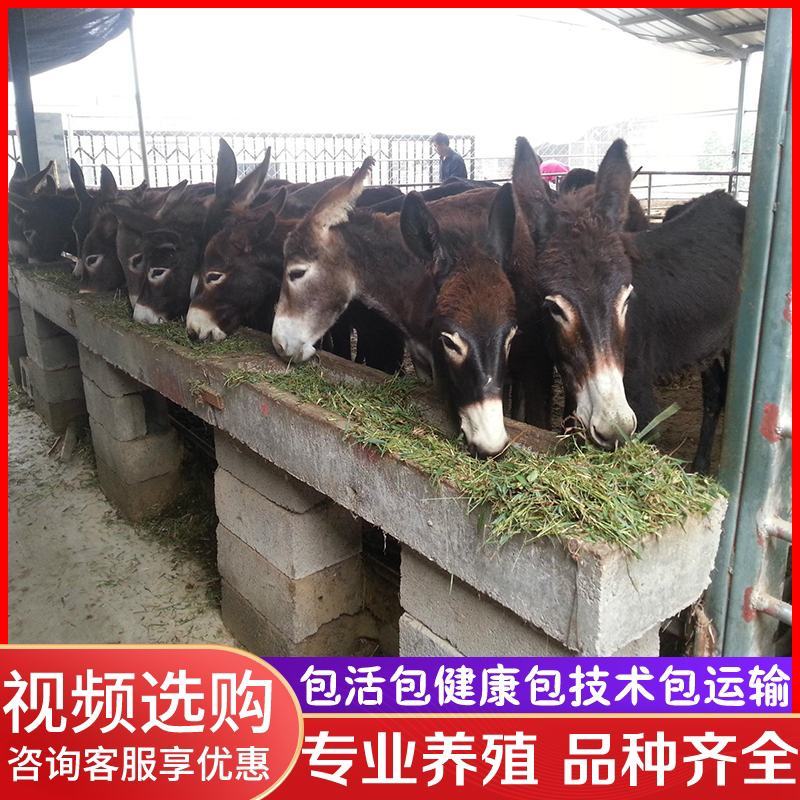 出售成年沙漠骆驼活体养殖小骆驼幼崽景区观赏租赁双峰骆驼活