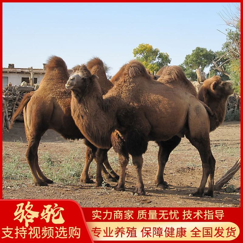 出售成年沙漠骆驼活体养殖小骆驼幼崽景区观赏租赁双峰骆驼活