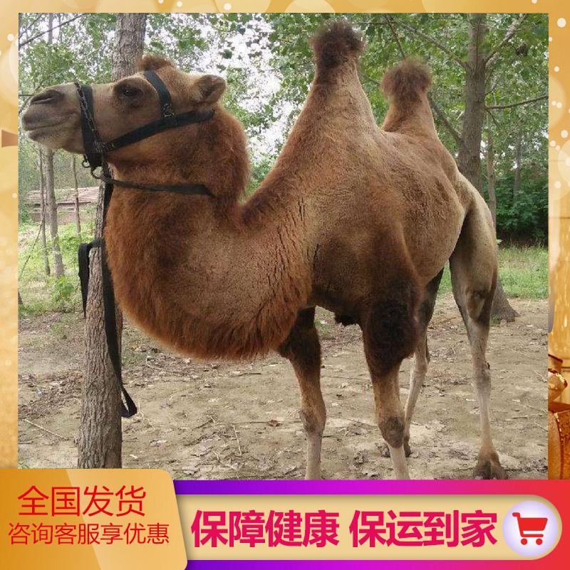 出售成年沙漠骆驼活体养殖小骆驼幼崽景区观赏租赁双峰骆驼活