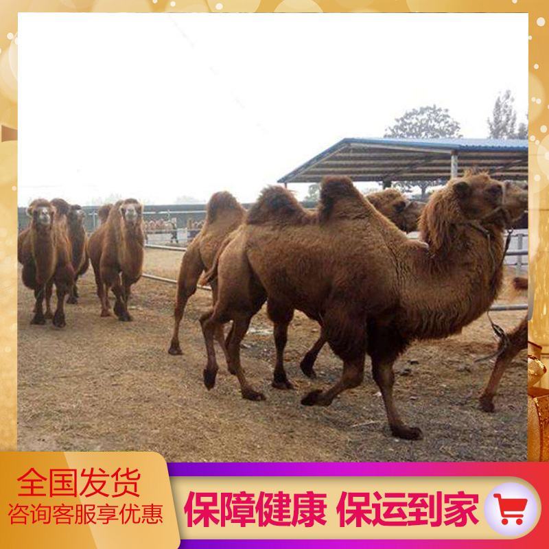 出售成年沙漠骆驼活体养殖小骆驼幼崽景区观赏租赁双峰骆驼活