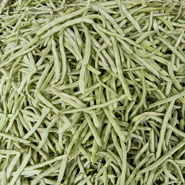 芸豆，白不老大量上市中