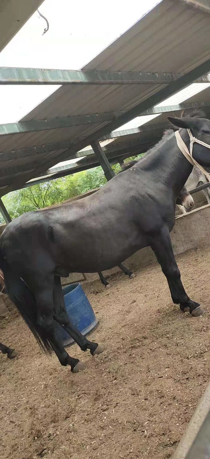 货运骡子马骡驴骡会干活的骡子骡子活体