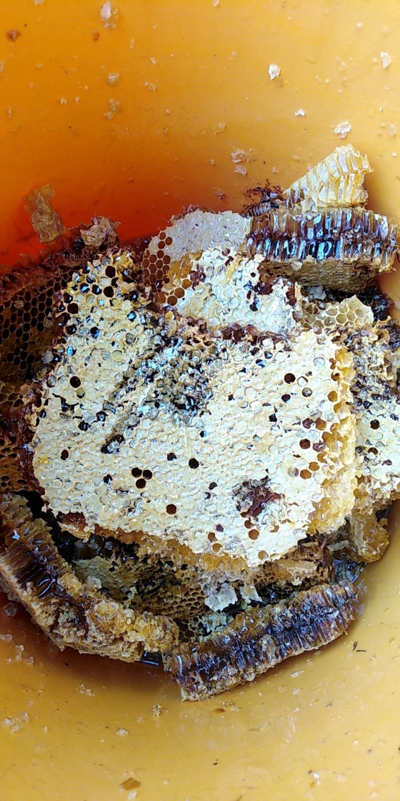土蜂蜜
