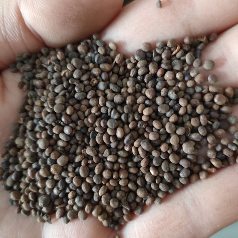 凤仙花种子重瓣凤仙花种子四季易活指甲花新种子