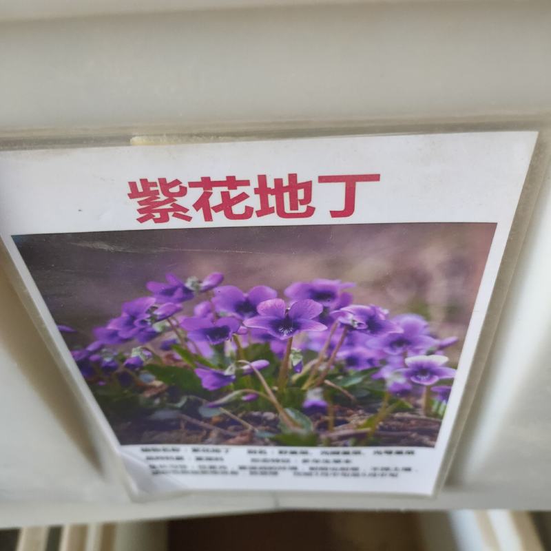紫花地丁种子中药材紫花地丁花种籽四季种植盆栽药用苦地丁种