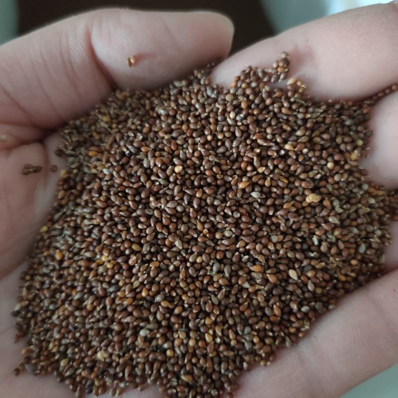 紫花地丁种子中药材紫花地丁花种籽四季种植盆栽药用苦地丁种