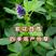多年生紫花苜蓿种子四季高产耐寒耐旱高产牧草牛羊马鸡鸭鹅兔