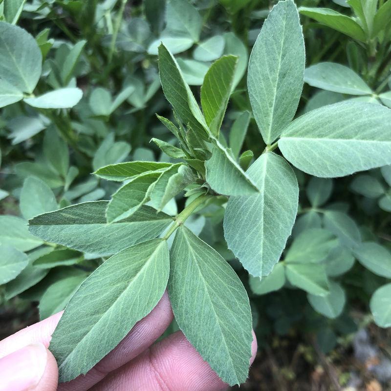 多年生紫花苜蓿种子四季高产耐寒耐旱高产牧草牛羊马鸡鸭鹅兔