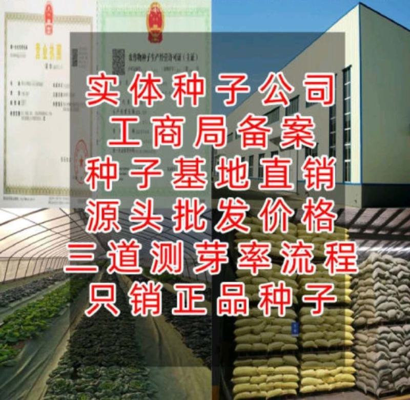 蜀葵种子进口重瓣蜀葵花种子一丈红花卉多年生野花组合种籽