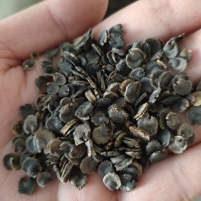 蜀葵种子进口重瓣蜀葵花种子一丈红花卉多年生野花组合种籽