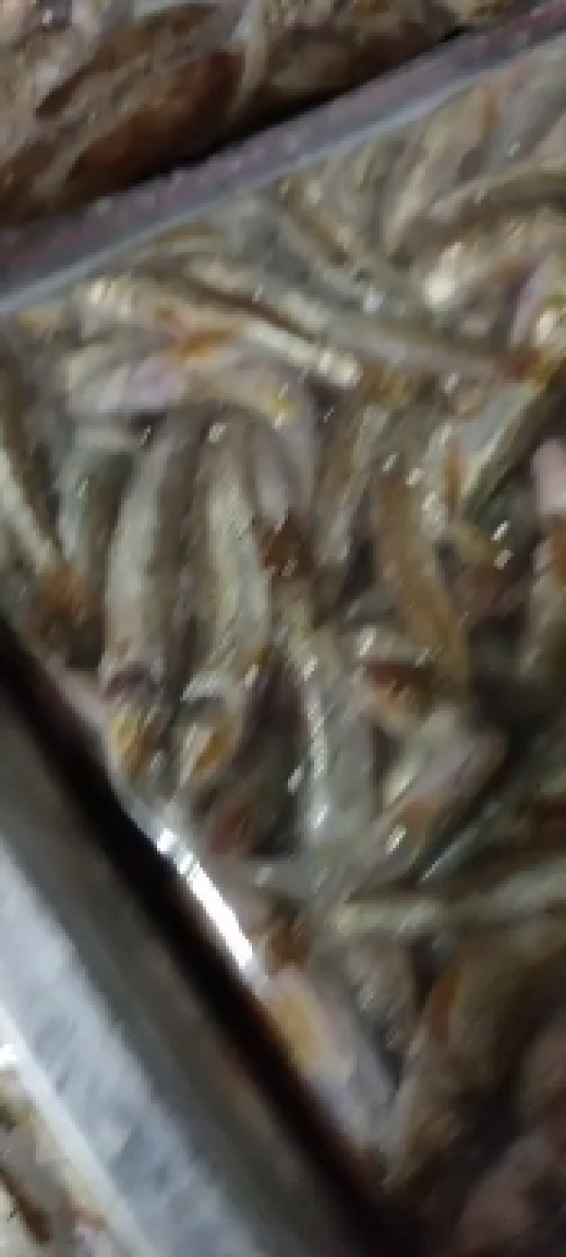 冻板两斤装麻鱼