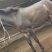 马骡活体货运骡子驴骡拉货骡子会干活的骡子