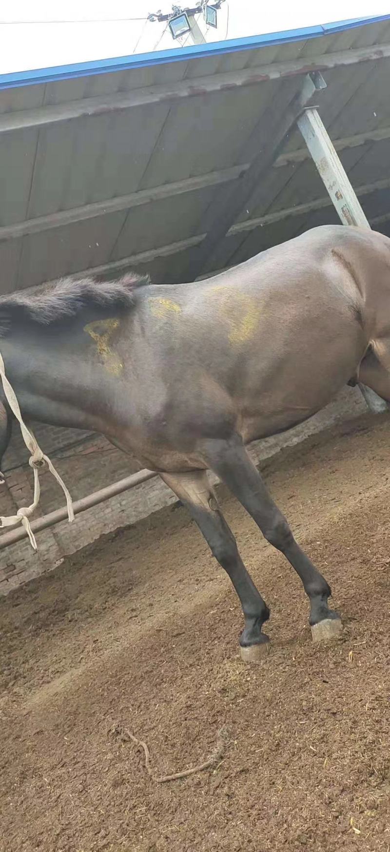 马骡活体货运骡子驴骡拉货骡子会干活的骡子