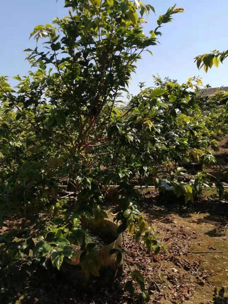 树葡萄苗（嘉宝果）四季树葡萄阿根廷树葡萄艾斯卡苗