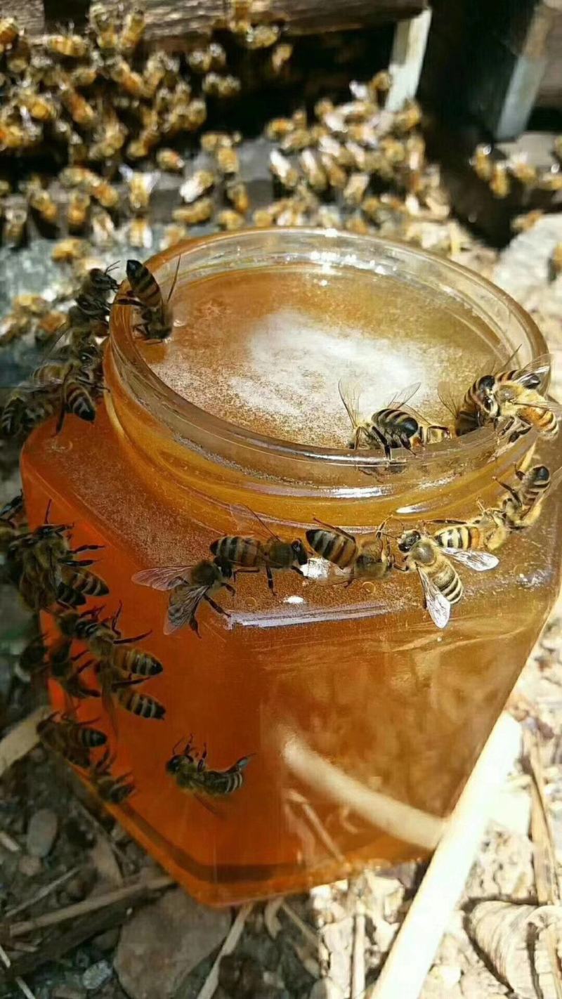 土蜂蜜