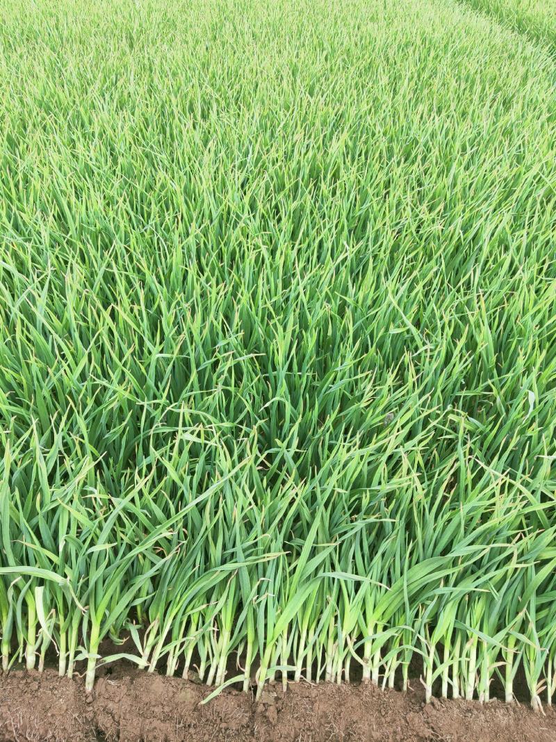 甘肃临洮红根蒜苗5月份陆续上市，需要的客户联系！