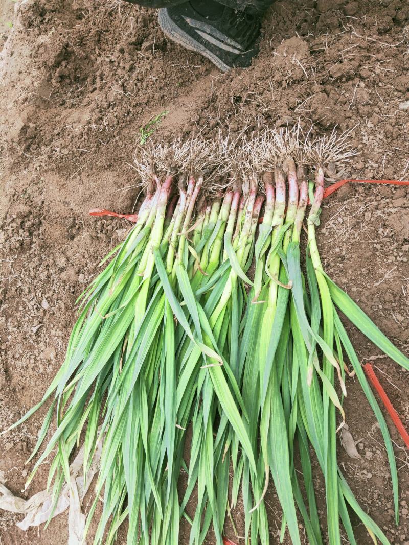 甘肃临洮红根蒜苗5月份陆续上市，需要的客户联系！