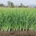 甘肃临洮红根蒜苗5月份陆续上市，需要的客户联系！