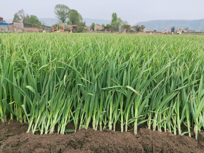 甘肃临洮红根蒜苗5月份陆续上市，需要的客户联系！