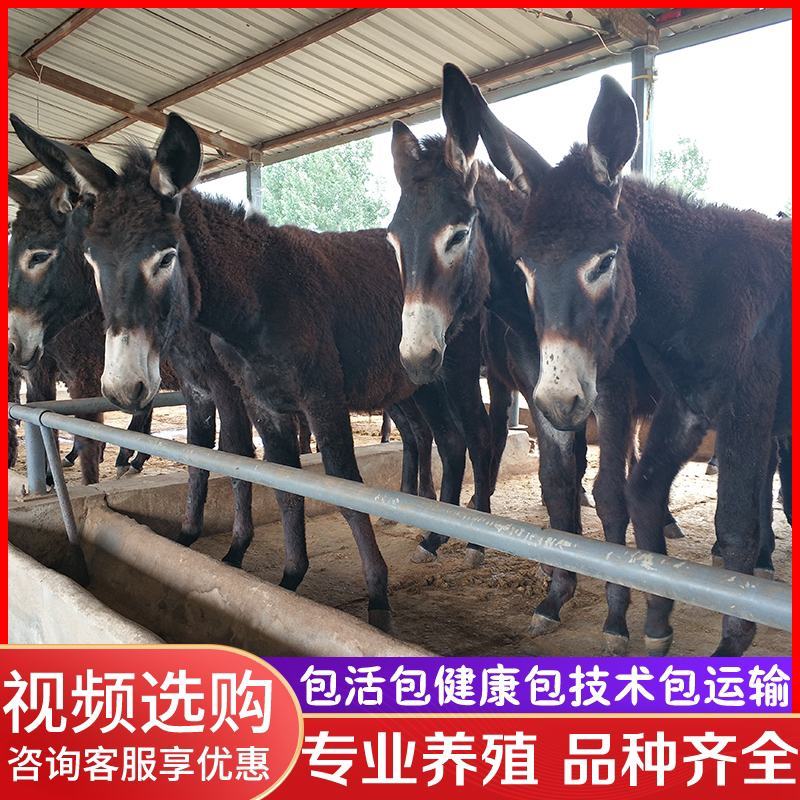 活驴出售肉驴活体小毛驴驹改良德州驴活苗三粉驴乌头驴育肥关