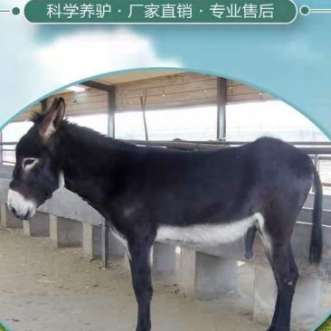 活驴出售肉驴活体小毛驴驹改良德州驴活苗三粉驴乌头驴育肥关