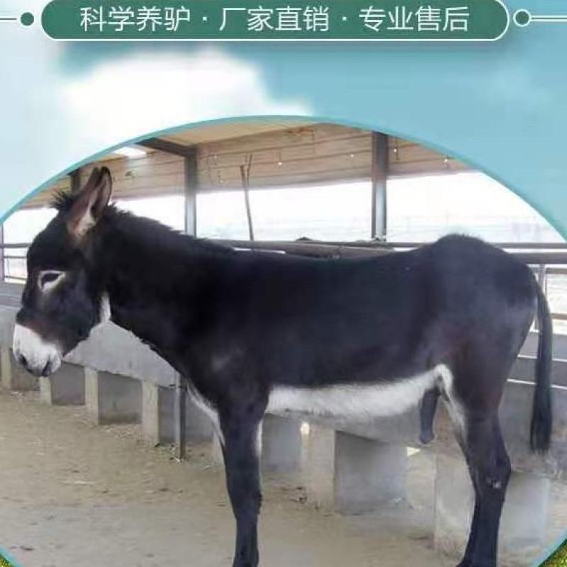 活驴出售肉驴活体小毛驴驹改良德州驴活苗三粉驴乌头驴育肥关