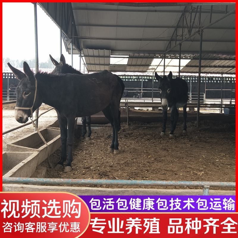 活驴出售肉驴活体小毛驴驹改良德州驴活苗三粉驴乌头驴育肥关