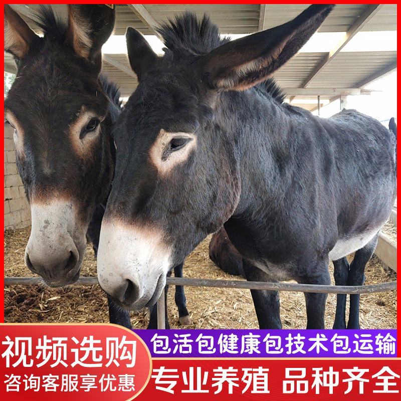 活驴出售肉驴活体小毛驴驹改良德州驴活苗三粉驴乌头驴育肥关
