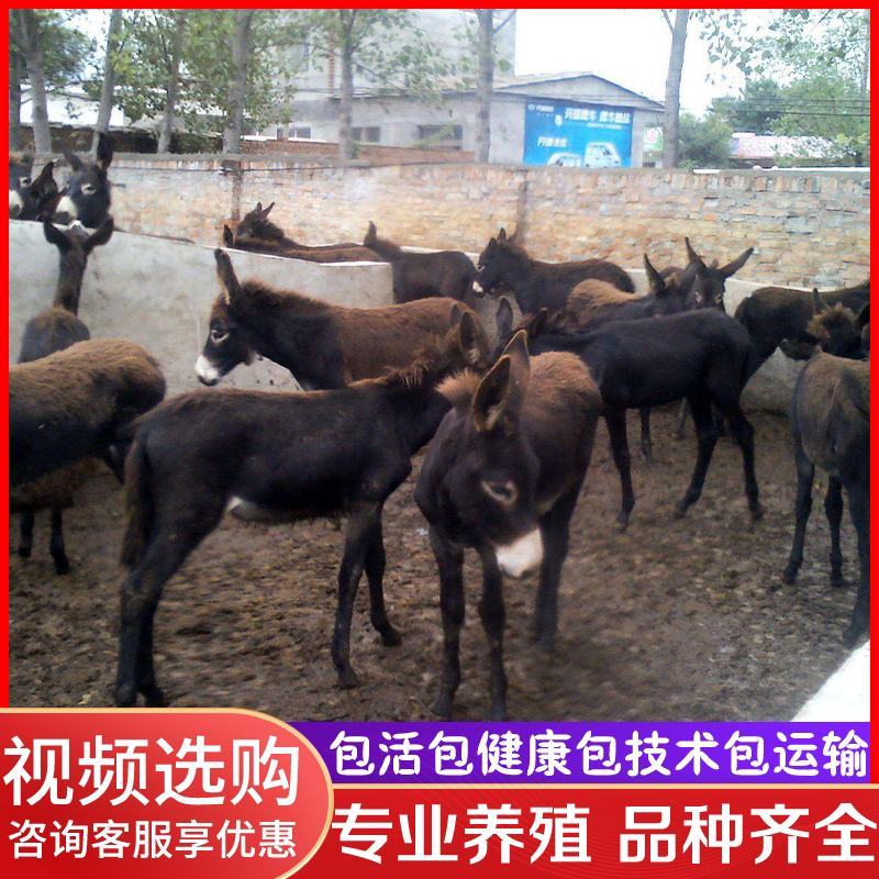 活驴出售肉驴活体小毛驴驹改良德州驴活苗三粉驴乌头驴育肥关