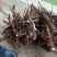 云实树纯根
