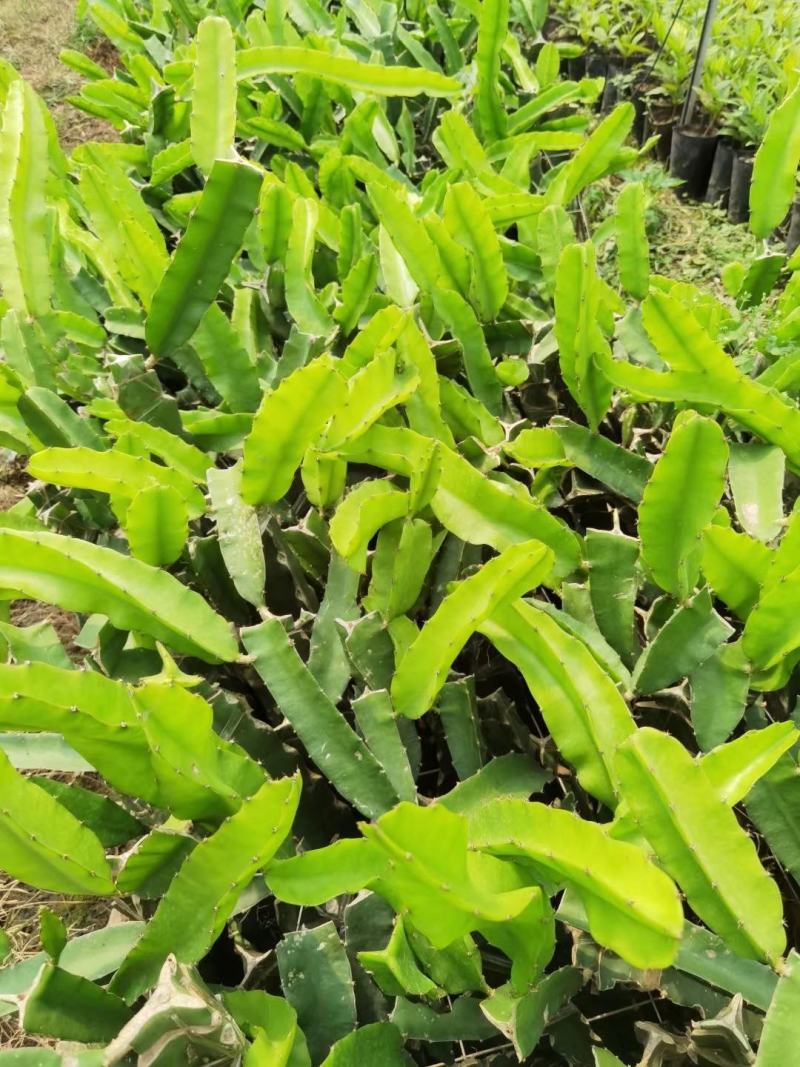 无刺黄龙火果苗新品种火龙果苗燕窝火龙果苗