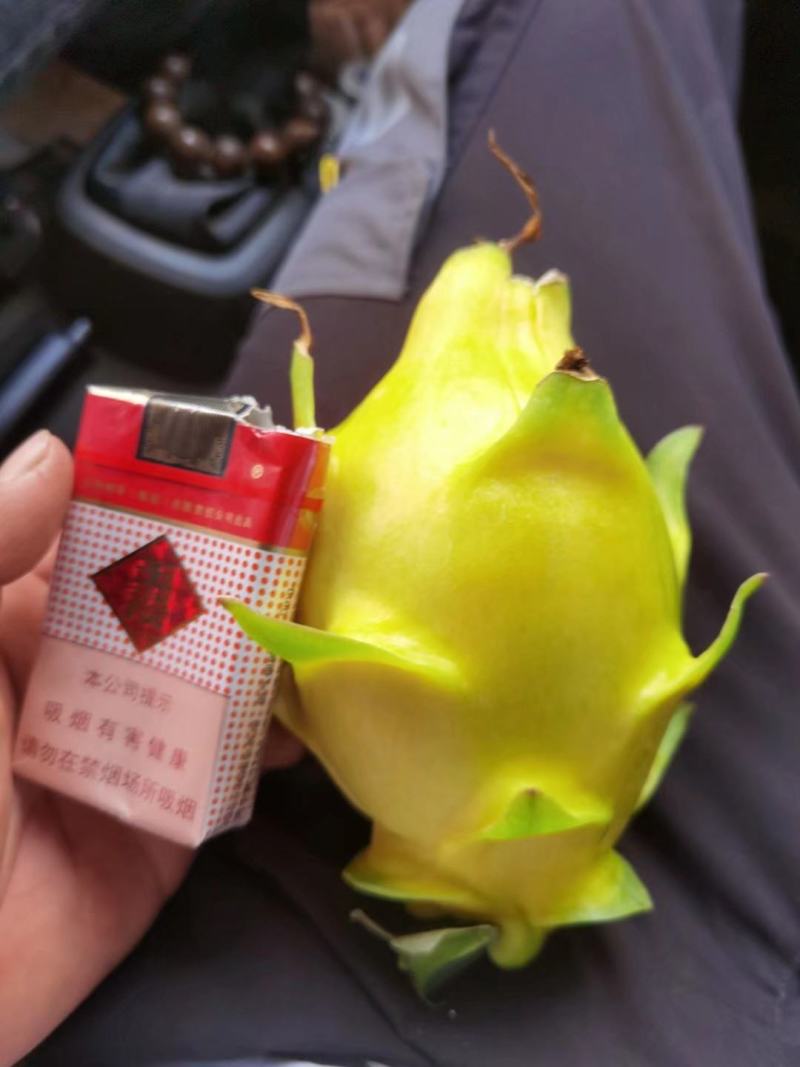 无刺黄龙火果苗新品种火龙果苗燕窝火龙果苗