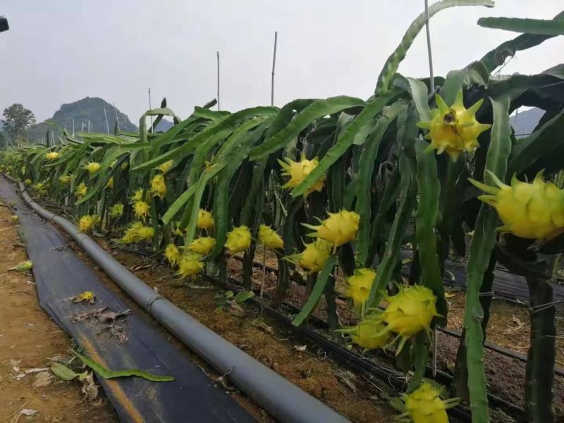 无刺黄龙火果苗新品种火龙果苗燕窝火龙果苗