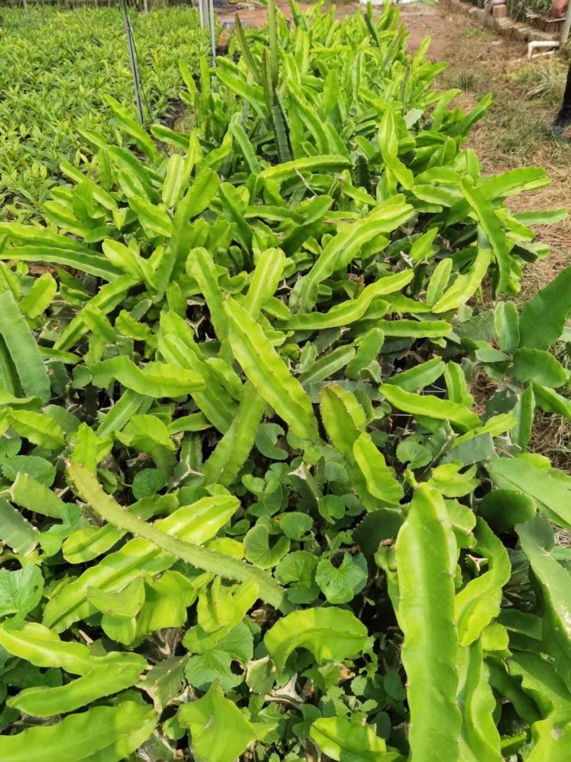 无刺黄龙火果苗新品种火龙果苗燕窝火龙果苗