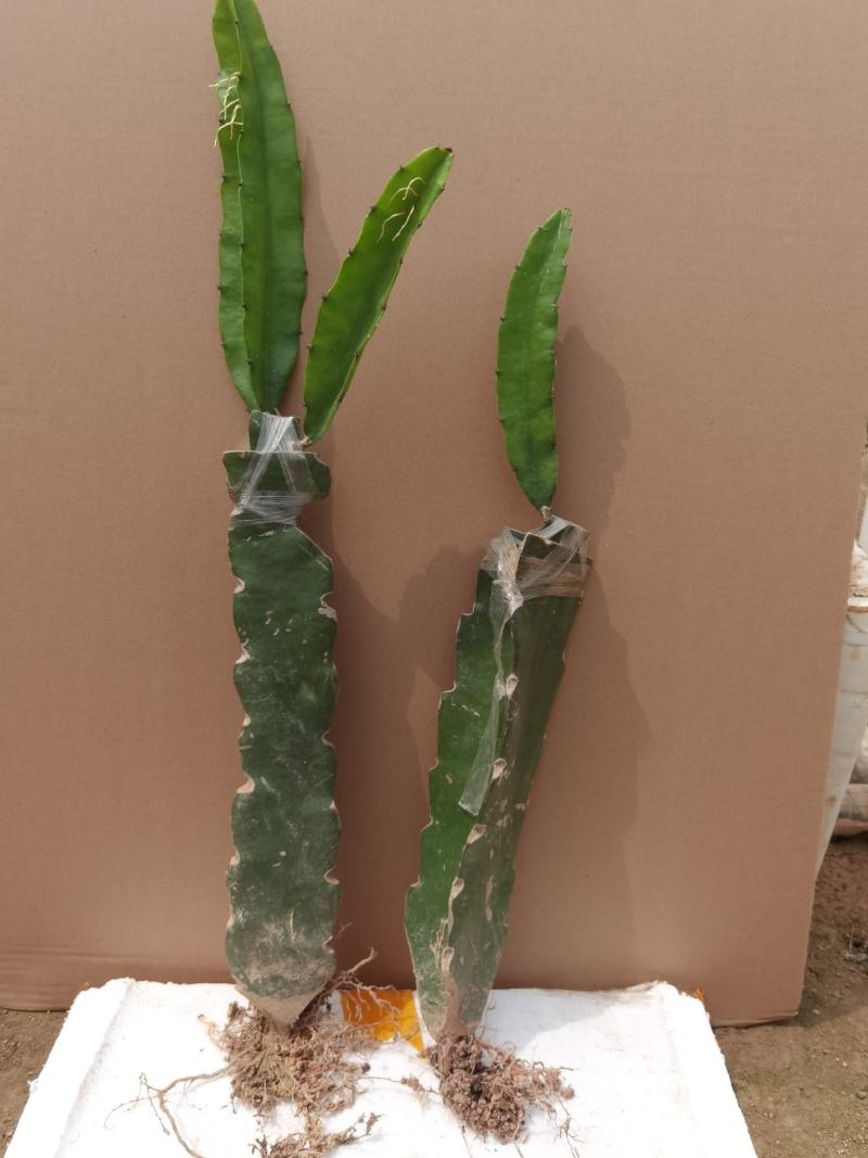 无刺黄龙火果苗新品种火龙果苗燕窝火龙果苗