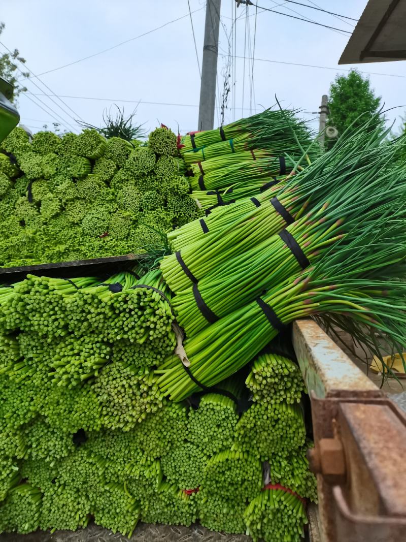 杞县优质红冒蒜苔大量上市中货源充足，全国发货