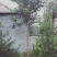 高杆流苏6---13公分泰安市泰山区基地直销