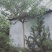 高杆流苏6---13公分泰安市泰山区基地直销