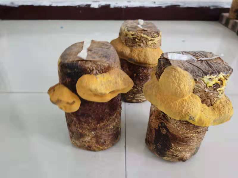 桑黄菌种菌包西峡县科达菌种厂桑黄种植基地